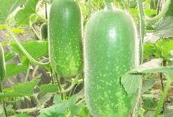 今日吃瓜热门大瓜每日更新51,51期精彩内容速览